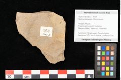 Foto (Objekt + Etikett) von Quercus palaeoilex Ettingshausen (NHMW-GEO-2024-0188-0953)